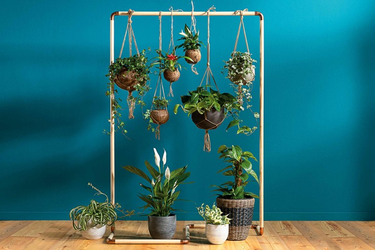 Luftrenande växter – välj växter som renar ditt hem