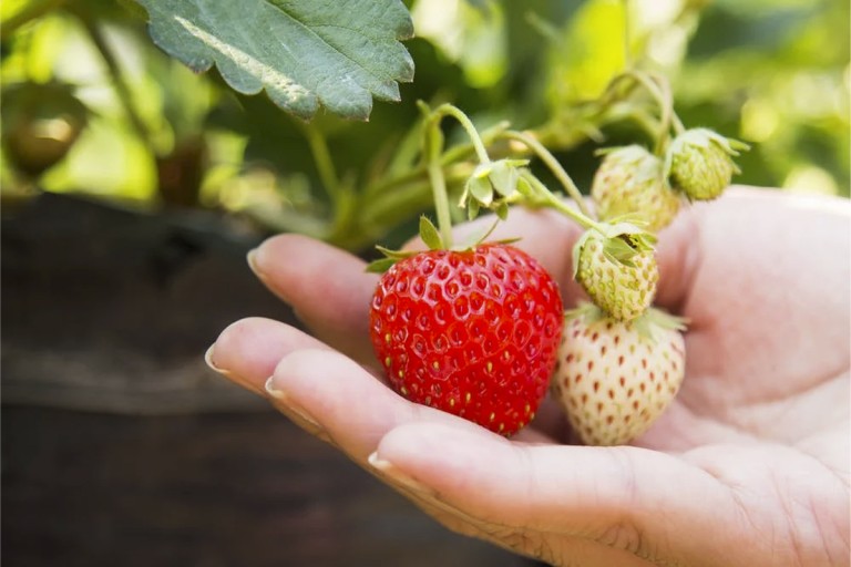 Plantera jordgubbar – tips & råd