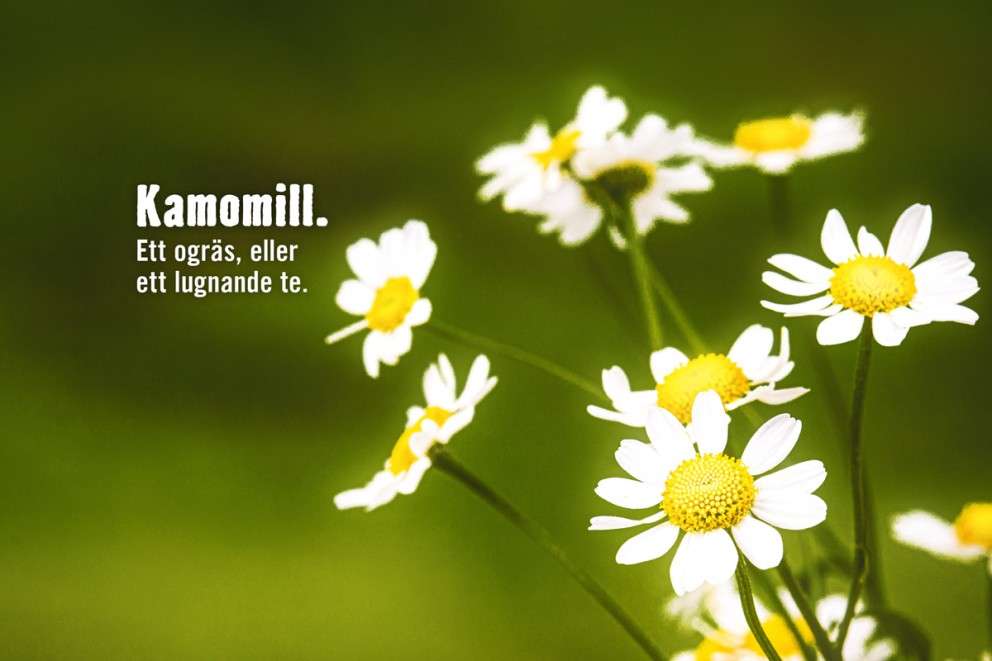 
			Kamomill

		
