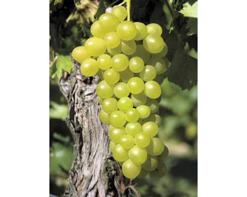 Vinranka FLORASELF Vitis vinifera Augustella 80-100cm co 3L