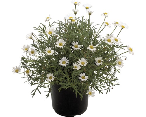 Buskmargerit FLORASELF Chrysanthemum frutescens H 40-60xØ 18 cm