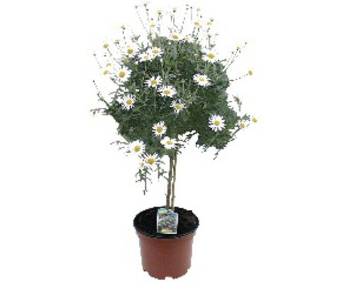 Margerite Argyranthemum Frutescens Ø14cm vit 6st