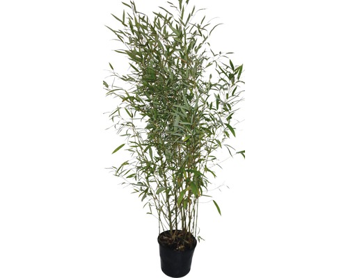 Bambu FLORASELF Phyllostachys bissetii 120-150cm Co 30L