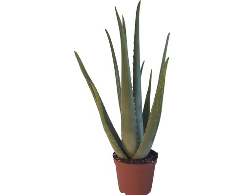 Aloe vera FLORASELF 20-30xØ14cm