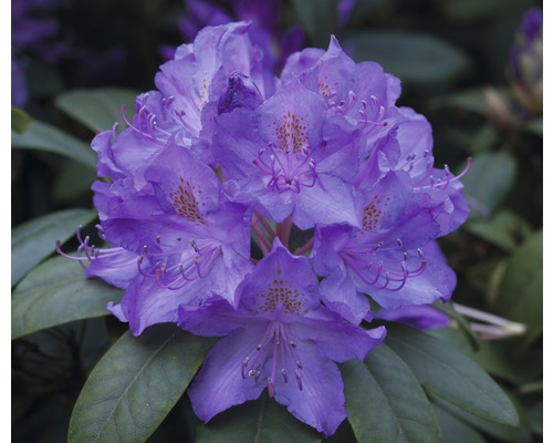 Storblommig alpros FLORASELF Rhododendron Hybride blå 30-40cm co 5L