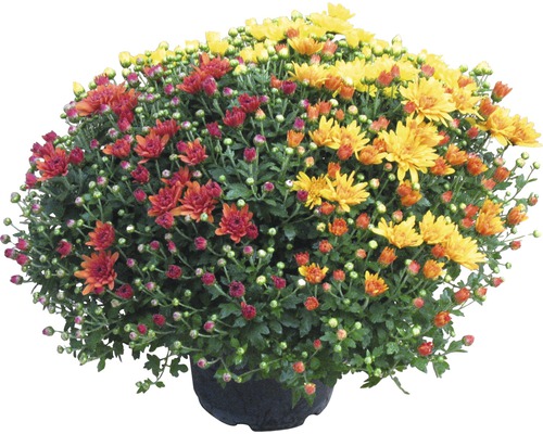 Krysantemum Chrysanthemum indicum Party Trio Ø20cm sorterad