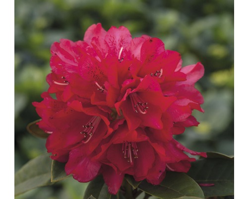 Storblommig alpros FLORASELF Rhododendron Hybride röd 40-50cm co 7,5L