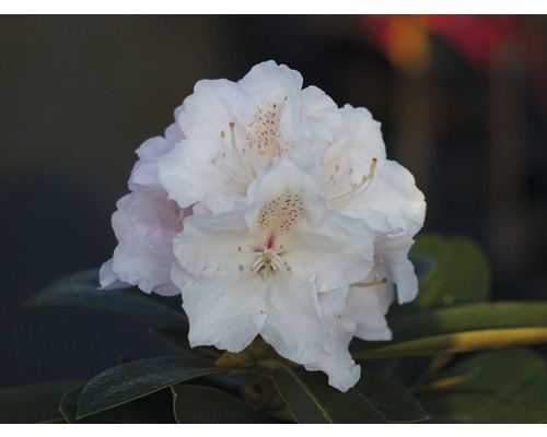 Praktrhododendron FLORASELF Rhododendron yakushimanum vit 30-40cm co 5L