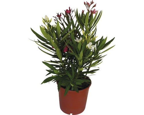 Oleander FLORASELF Nerium oleander 40-60xØ19cm
