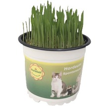 Kattgräs, fodervete, vete FLORASELF PetSnack Triticum aestivum 15-17xØ12cm 2st-thumb-0
