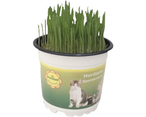 Kattgräs, fodervete, vete FLORASELF PetSnack Triticum aestivum 15-17xØ12cm 2st