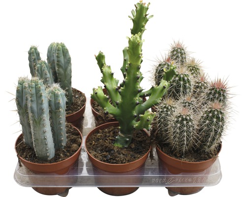 Kaktus FLORASELF 15-20xØ13cm i kruka sorterad