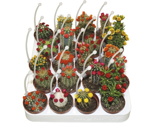 Kaktus FLORASELF 15-20xØ5,5cm sorterade sorter
