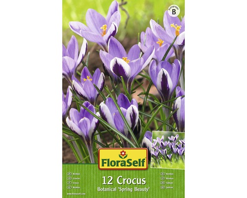 Blomsterlökar FLORASELF krokus Spring Beauty 12st