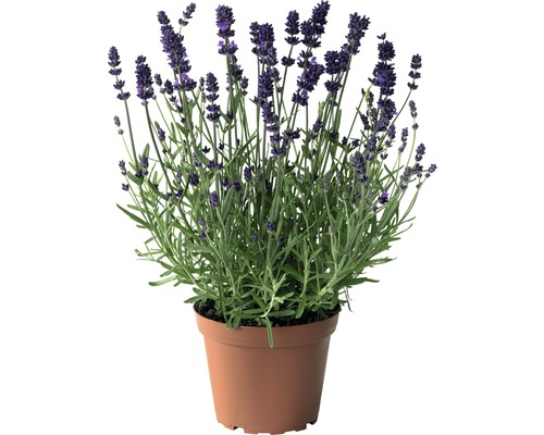 Lavendel FLORASELF Lavandula angustifolia co 3L