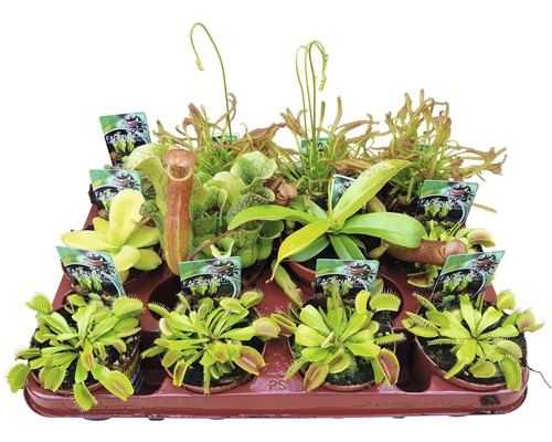 Köttätande växter FLORASELF Dionaea, Nepenthes, Pingucula, Sarracenia, Drosera 8-10cm Ø8,5cm sorterad