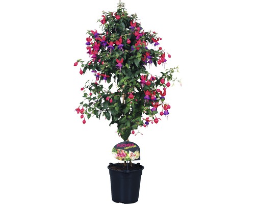 Fuchsia stam FLORASELF Fuchsia-Cultivars 35-50xØ18cm