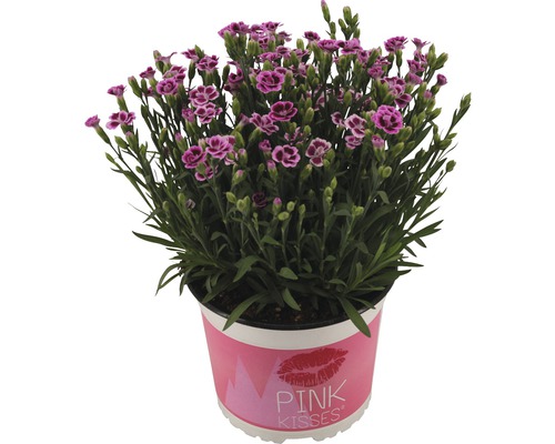 Nejlika FloraSelf Dianthus caryophyllus Pink Kisses Ø17cm