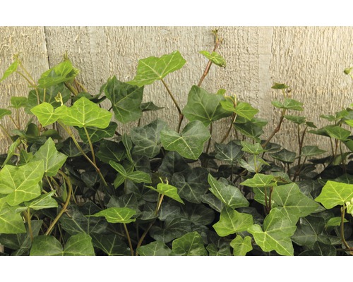Storbladig murgröna FLORASELF Hedera helix hibernica 10-15cm Ø9cm