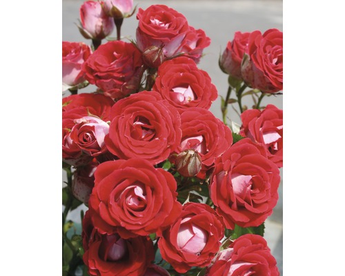 Buskros FLORASELF Rosa x hybrida 30-60 cm co 5L röd i varianter