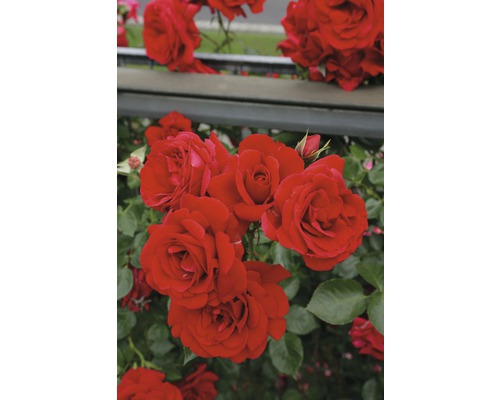 Ädelros FLORASELF Rosa x hybrida 30-60 cm co 5L röd i varianter