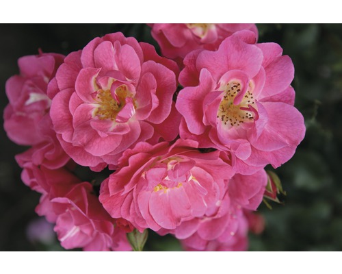 Buskros FLORASELF Rosa x hybrida 30-60 cm co 5L rosa i varianter