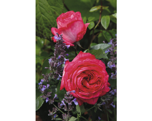 Klätterros FLORASELF Rosa x hybrida 60-80 cm co 5L rosa, röd i varianter