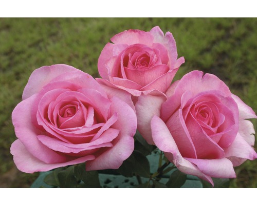 Rabattros FLORASELF Rosa x hybrida co 5L rosa i varianter