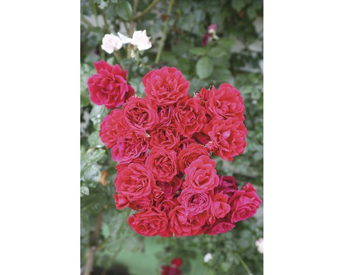 Ädelros FLORASELF Rosa x hybrida 30-60 cm co 5L rosa i varianter