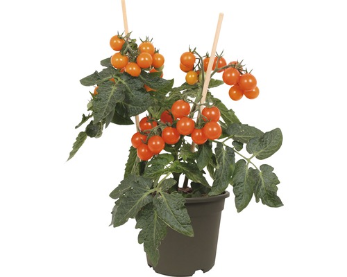 Snackkörsbärstomat FLORASELF Solanum lycopersicum Ø14cm