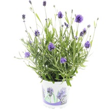 Lavendel FLORASELF Lavandula angustifolia Thumbelina Ø11cm-thumb-0