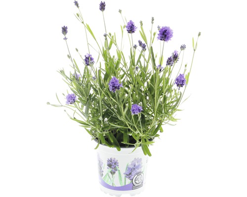 Lavendel FLORASELF Lavandula angustifolia Thumbelina Ø11cm