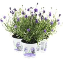 Lavendel FLORASELF Lavandula angustifolia Thumbelina Ø11cm-thumb-1