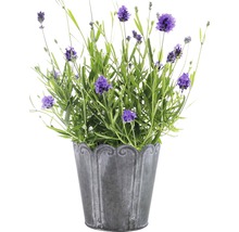 Lavendel FLORASELF Lavandula angustifolia Thumbelina Ø11cm-thumb-2