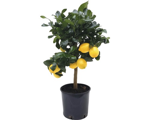 Citron FLORASELF Citrus-Cultivars Limon 65xØ21cm-0