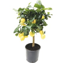 Citron FLORASELF Citrus-Cultivars Limon 65xØ21cm-thumb-1