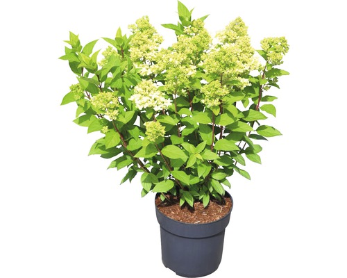 Vipphortensia FLORASELF Hydrangea paniculata Magical Candle® 50-60cm Co 5L