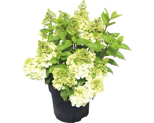 Vipphortensia Hydrangea paniculata Magical Mont Blanc ® 50-60cm co 5L