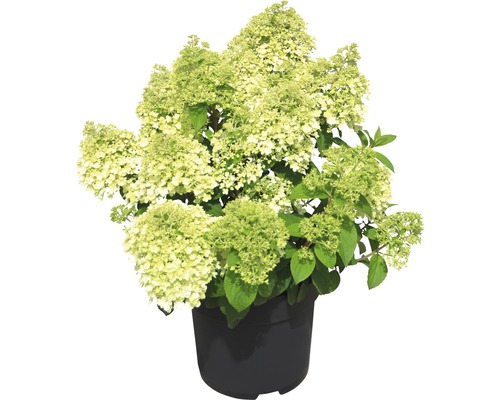 Vipphortensia Hydrangea paniculata Bobo® 50-60cm co 6L