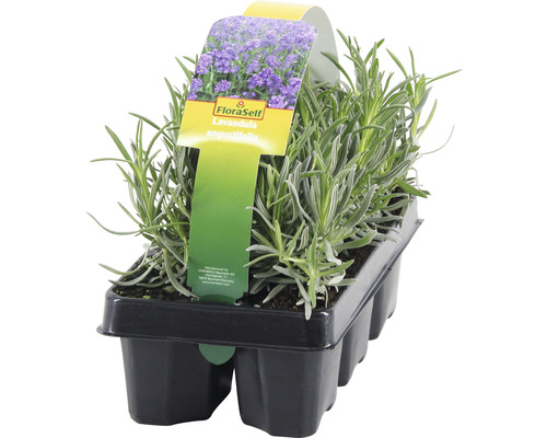 Lavendel FLORASELF Lavandula angustifolia Felice 5-20cm 6-pack