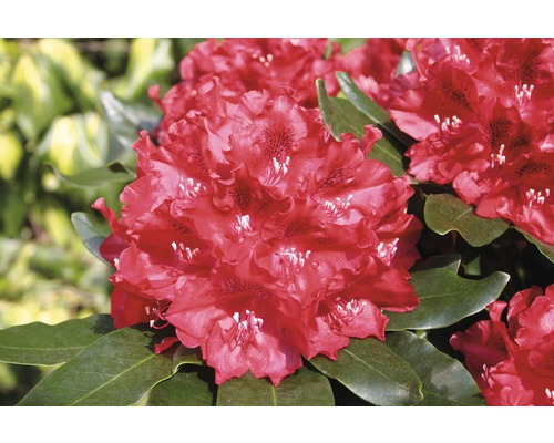 Rhododendron FLORASELF Rhododendron Hybride Cherry Kiss® 30-40cm Co 6L
