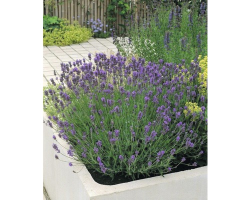 Lavendel FLORASEL Lavandula angustifolia Munstead 20-30cm co 5L