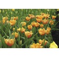 Blomsterlökar FLORASELF tulpan Crispa Lambada orange/gul 7st