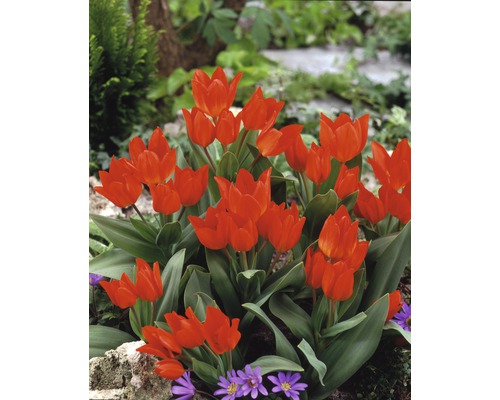 Blomsterlökar FLORASELF tulpan Botanica Praestans Fusilier röd 10st