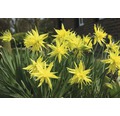 Blomsterlökar FLORASELF påsklilja Botanical Rip van Winkle gul 6st