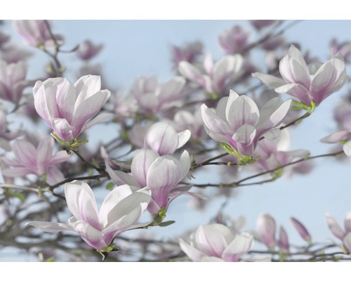 Fototapet KOMAR magnolia 368x254cm 8-738