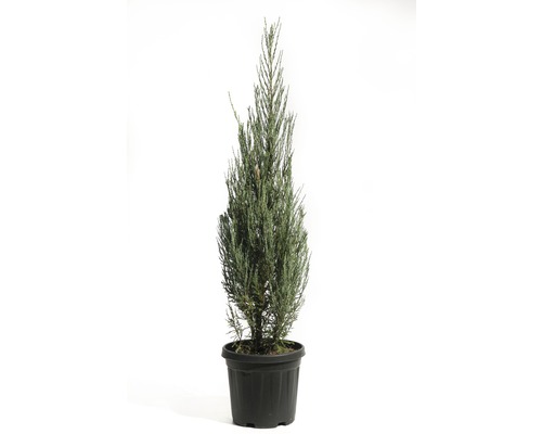 Röden FLORASELF Juniperus scopulorum Blue Arrow 100-125cm Co 12L