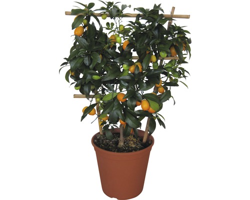 Kumquat FLORASELF® Fortunella margarita spaljé