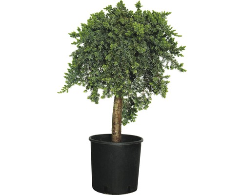 Enbuske FLORASELF Juniperus conferta Blue Pacific stam 40-60cm co 12L