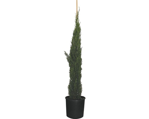 Äkta cypress Totem FLORASELF Cupressus sempervirens Totem 125-150cm co 12L